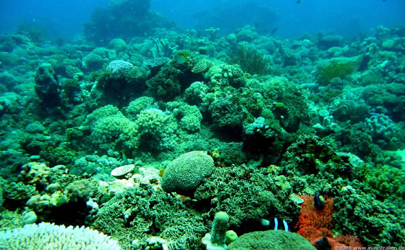 great barrier reef