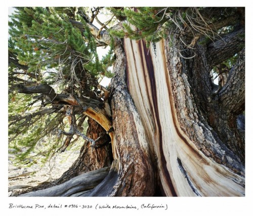 bristlecone pine