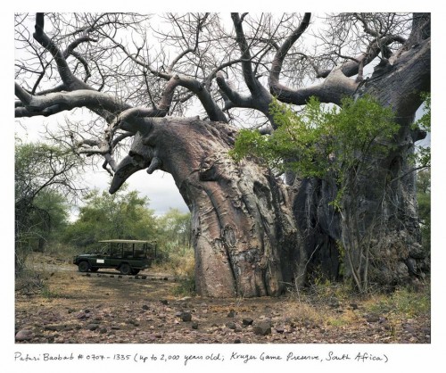 Baobab