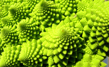 Romanesco_Broccoli_detail_800x404