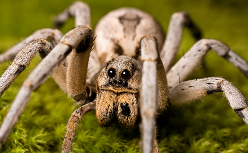 Spiders At Natural History Museum Spiders At Natural History Museum