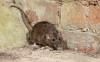 Brown rat, Rattus norvegicus