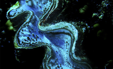 POD_iStock_000065217663