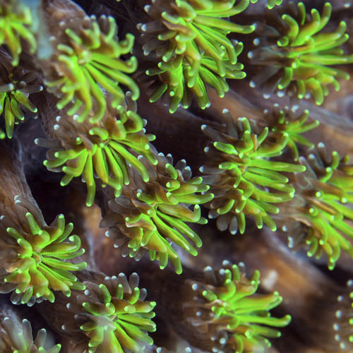 Unusual green fluorescent hard coral polyps (Cyphastrea sp.?). Komodo, Indonesia.