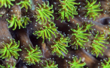 Unusual green fluorescent hard coral polyps (Cyphastrea sp.?). Komodo, Indonesia.