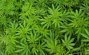 shutterstock_246790006_800